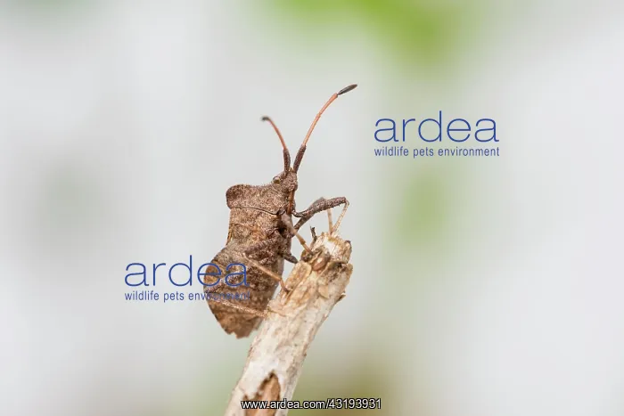 : Dock bug (Coreus marginatus), Hannover, Lower Saxony : Dock bug (Coreus marginatus), Hannover, Lower Saxony