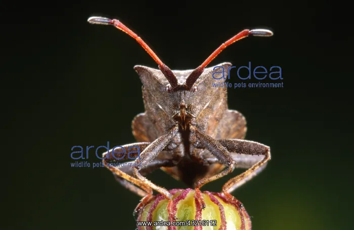 : Dock Bug (Coreus marginatus) portrait in close : Dock Bug (Coreus marginatus) portrait in close