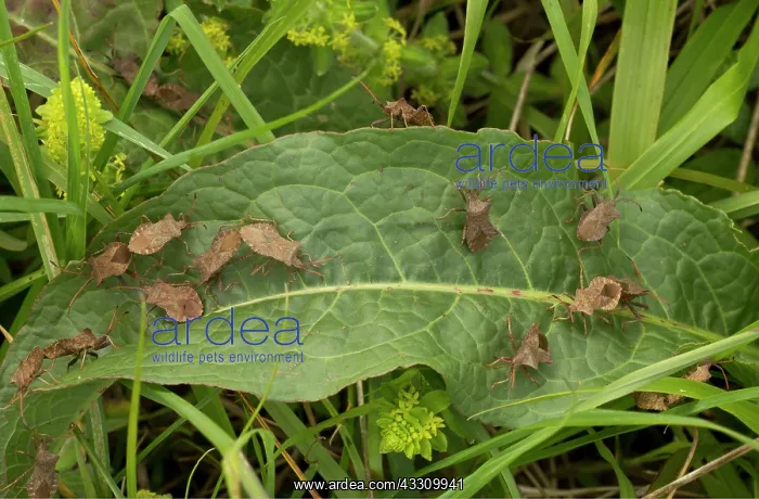 : Dock bug - gathered on a dock-leaf : Dock bug - gathered on a dock-leaf