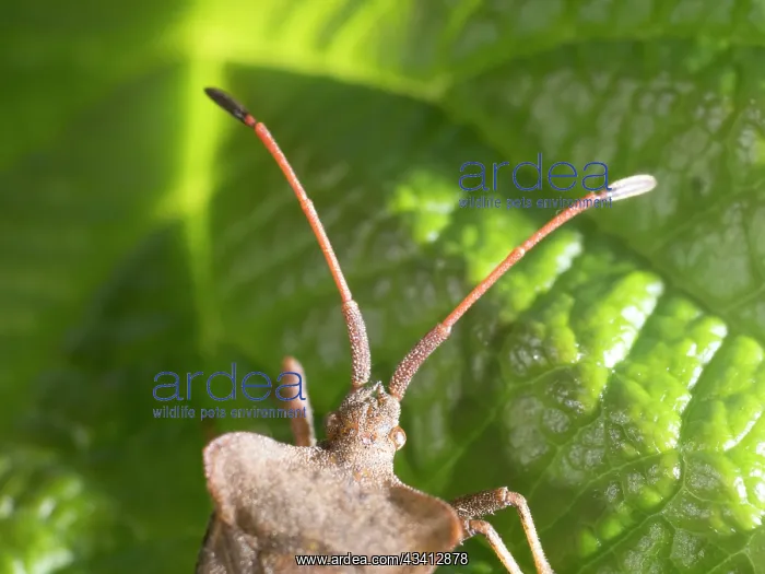 : Dock Bug - showing identifying projections beteen angtennae : Dock Bug - showing identifying projections beteen angtennae