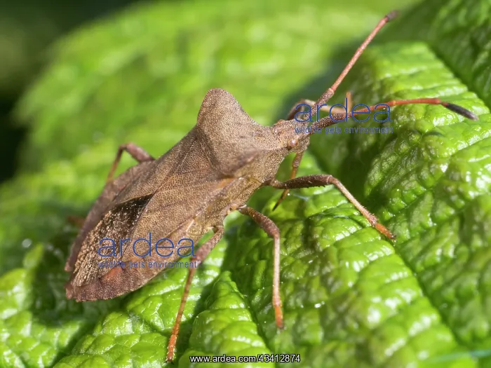 : Dock Bug - UK : Dock Bug - UK