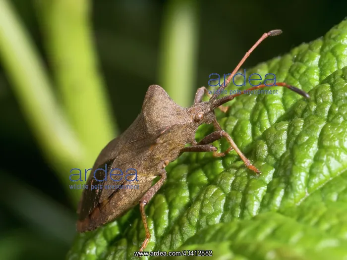: Dock Bug - UK : Dock Bug - UK