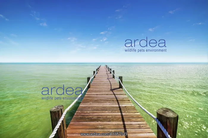 : dock at the florida keys : dock at the florida keys