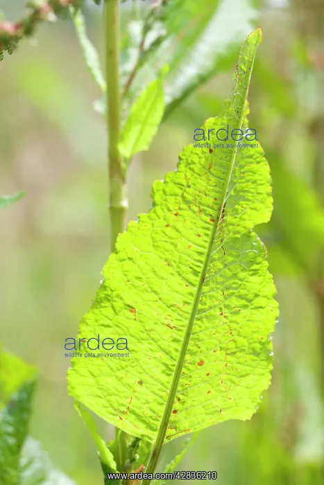  : Dock Leaf (Rumex obtusifolius)