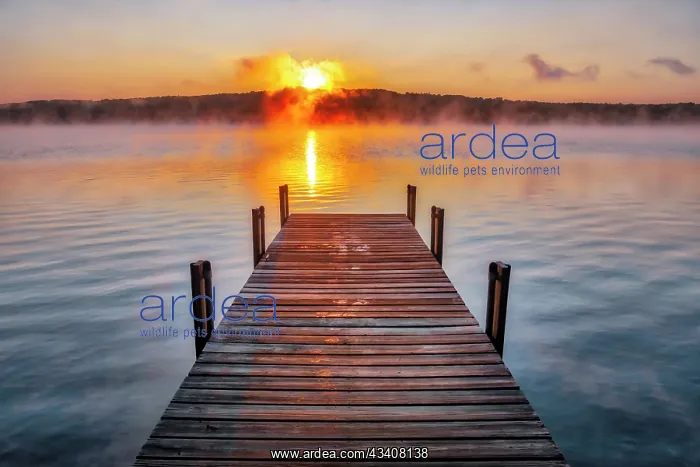 : Dock on Long Lake at sunrise, Bridgton, Maine : Dock on Long Lake at sunrise, Bridgton, Maine