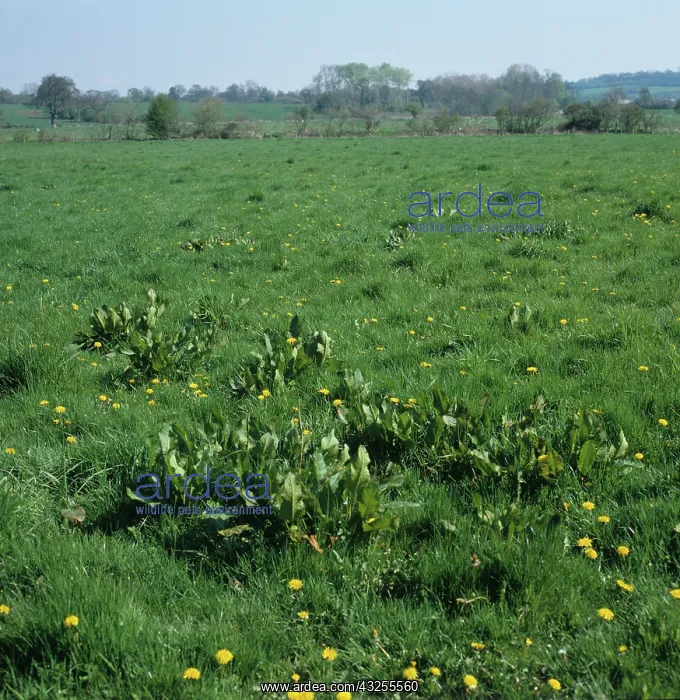 : Dock (Rumex sp.) weeds in grass pasture : Dock (Rumex sp.) weeds in grass pasture