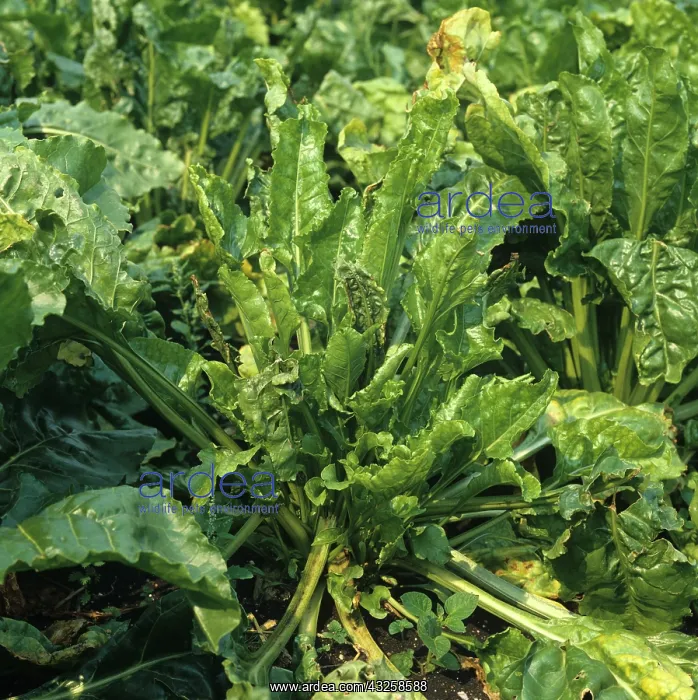 : Docking disorder in Sugar Beet (Beta vulgaris) : Docking disorder in Sugar Beet (Beta vulgaris)