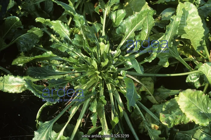 : Docking disorder in Sugar Beet plant : Docking disorder in Sugar Beet plant