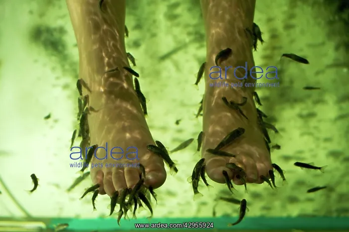 : Doctor Fish (Garra rufaSandSCyprinion macrostomus)Sfeed : Doctor Fish (Garra rufaSandSCyprinion macrostomus)Sfeed