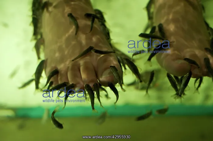: Doctor Fish (Garra rufaSandSCyprinion macrostomus)Sfeed : Doctor Fish (Garra rufaSandSCyprinion macrostomus)Sfeed
