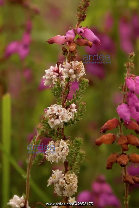  : Dodder, on bell heather