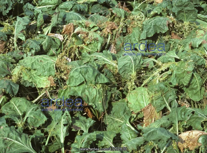 : Dodder (Cuscuta epithymum) on Sugar Beets : Dodder (Cuscuta epithymum) on Sugar Beets
