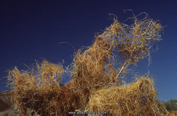 : DODDER - parasitic plant : DODDER - parasitic plant