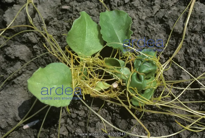 : Dodder or Strangleweed on sugarbeet seedling : Dodder or Strangleweed on sugarbeet seedling