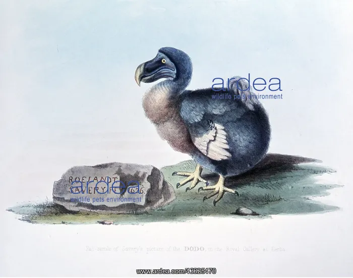 : DODO - 19th Century litho from 17th century painting : DODO - 19th Century litho from 17th century painting