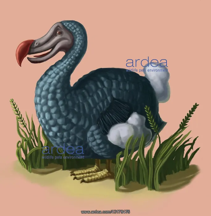 : Dodo Bird. Illustration of a Dodo Bird (Raphus cucullatus) : Dodo Bird. Illustration of a Dodo Bird (Raphus cucullatus)