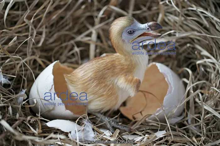 : Dodo - chick just hatched in nest : Dodo - chick just hatched in nest