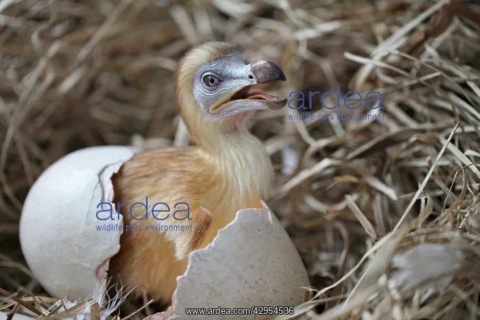 : Dodo - chick just hatched in nest : Dodo - chick just hatched in nest