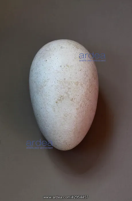 : Dodo - egg (size: 130 x 80mm) : Dodo - egg (size: 130 x 80mm)