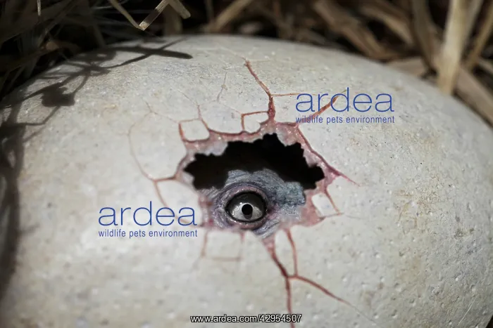 : Dodo - hatching egg - chick's eye peeping out : Dodo - hatching egg - chick's eye peeping out