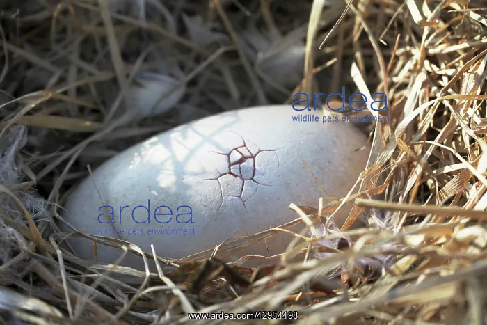 : Dodo - hatching egg first crack : Dodo - hatching egg first crack