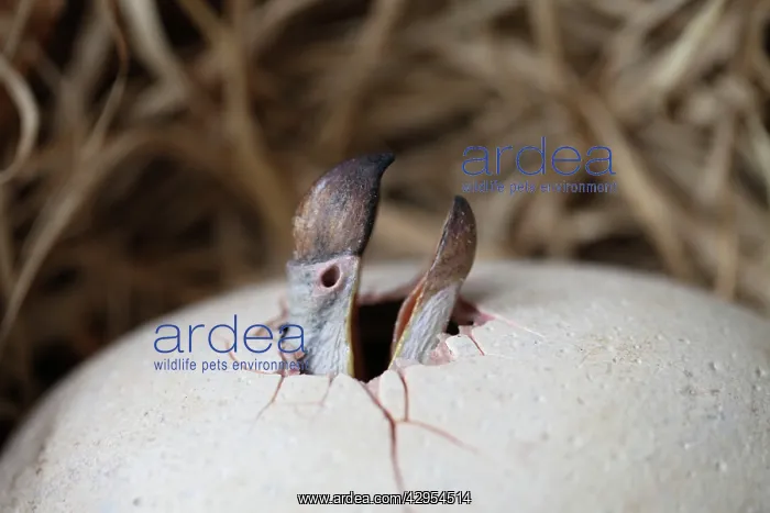 : Dodo - hatchling breaks through the shell : Dodo - hatchling breaks through the shell