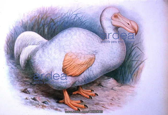 : DODO - illustration : DODO - illustration