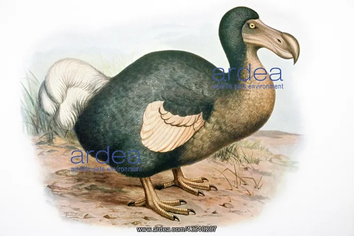 : DODO - illustration : DODO - illustration