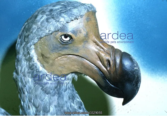 : DODO - Model of extinct bird, close-up of head : DODO - Model of extinct bird, close-up of head