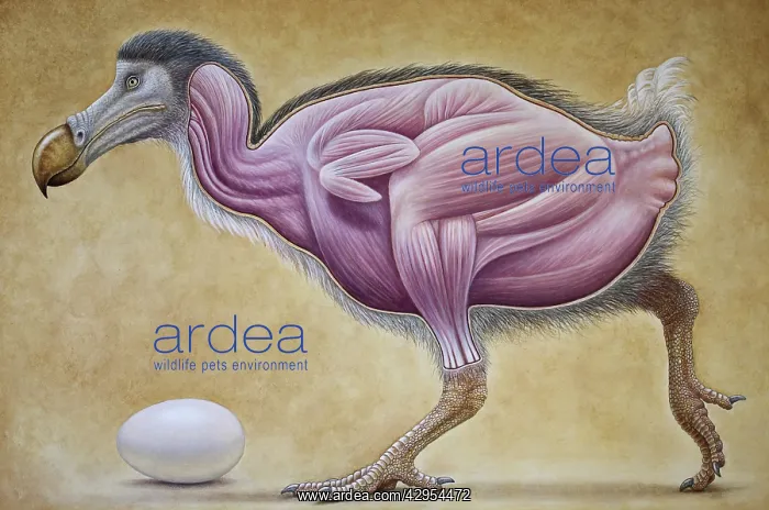: Dodo - muscle study : Dodo - muscle study