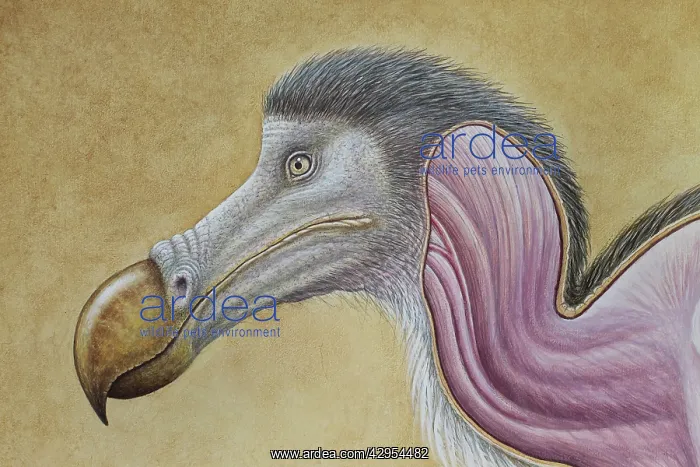 : Dodo - muscle study : Dodo - muscle study