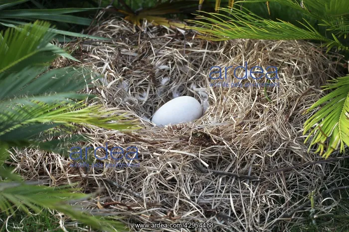 : Dodo - nest with egg : Dodo - nest with egg