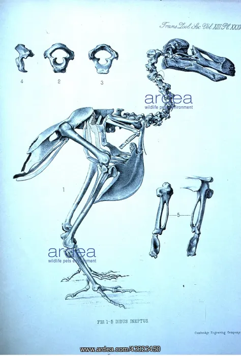 : Dodo skeleton - illustration : Dodo skeleton - illustration