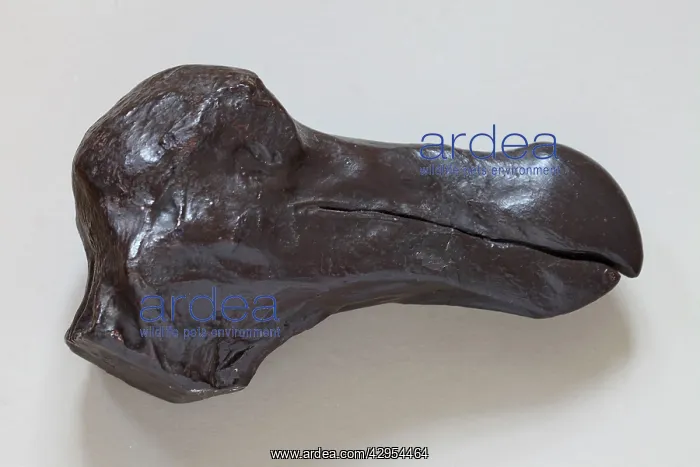 : Dodo - Taxidermy head cast side view : Dodo - Taxidermy head cast side view