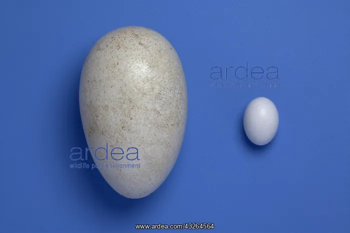  : Dodo and woodpigeon eggs