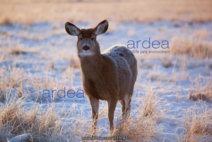 : Doe, hind, female mule deer (Odocoileus hemionus) : Doe, hind, female mule deer (Odocoileus hemionus)