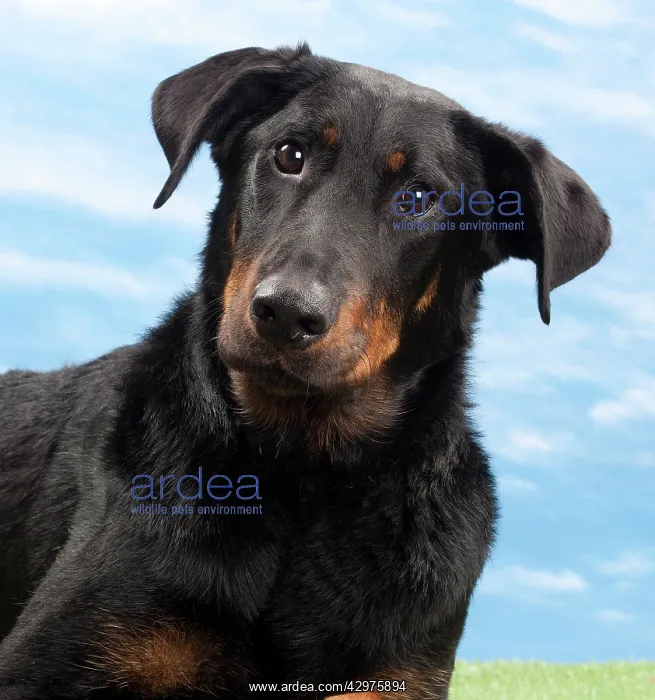  : Dog - 14 month old Beauceron puppy
