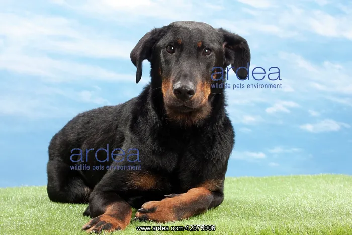  : Dog - 14 month old Beauceron puppy