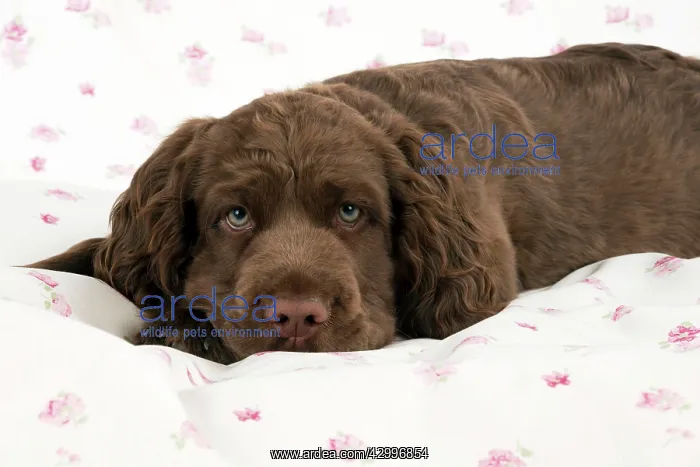  : Dog - 14 week old Sussex Spaniel puppy on fabric