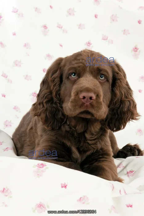  : Dog - 14 week old Sussex Spaniel puppy on fabric