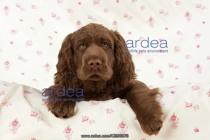  : Dog - 14 week old Sussex Spaniel puppy on fabric