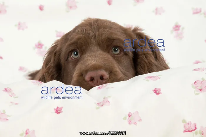  : Dog - 14 week old Sussex Spaniel puppy on fabric