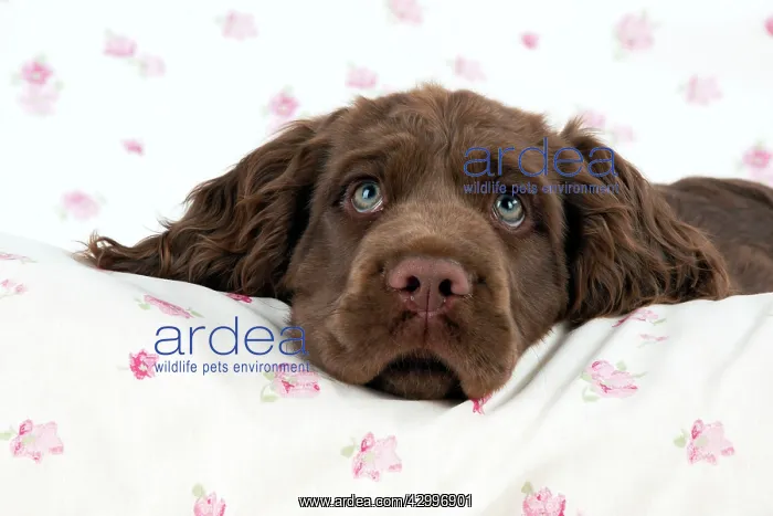  : Dog - 14 week old Sussex Spaniel puppy on fabric
