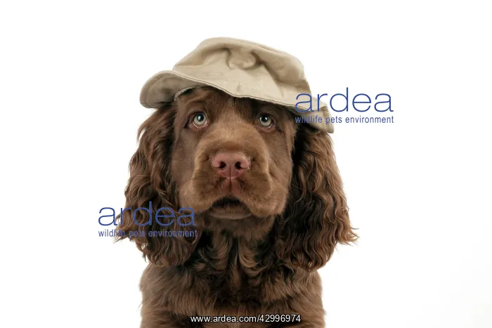: Dog - 14 week old Sussex Spaniel puppy wearing a : Dog - 14 week old Sussex Spaniel puppy wearing a