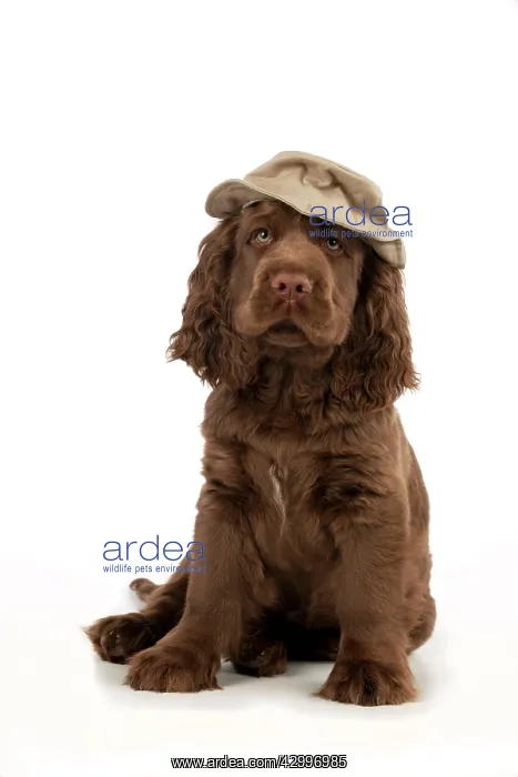 : Dog - 14 week old Sussex Spaniel puppy wearing a : Dog - 14 week old Sussex Spaniel puppy wearing a