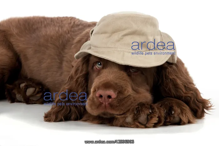 : Dog - 14 week old Sussex Spaniel puppy wearing a : Dog - 14 week old Sussex Spaniel puppy wearing a