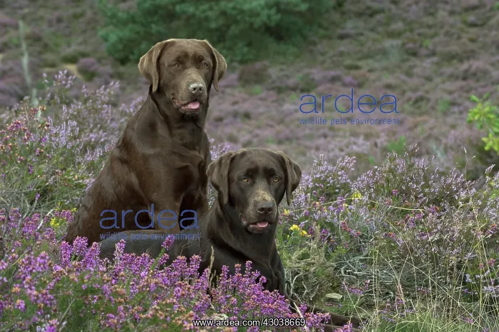 : DOG. 2x Chocolate labrador Retrievers sitting in Heather : DOG. 2x Chocolate labrador Retrievers sitting in Heather