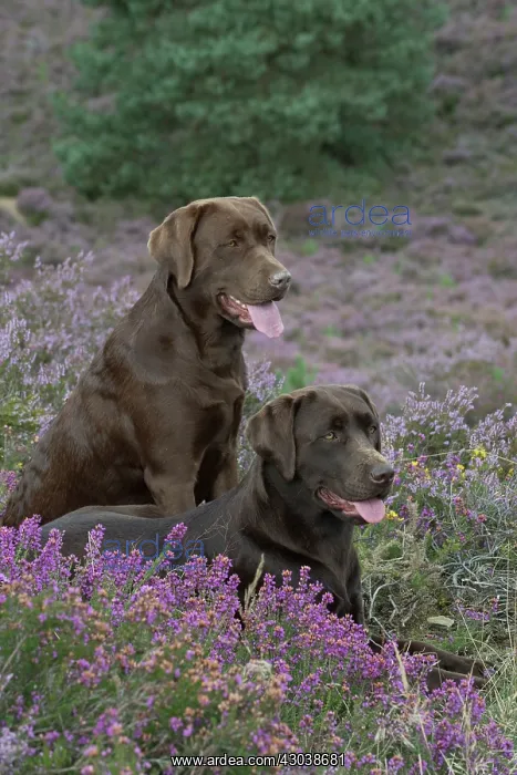 : DOG. 2x Chocolate labrador Retrievers sitting in Heather : DOG. 2x Chocolate labrador Retrievers sitting in Heather