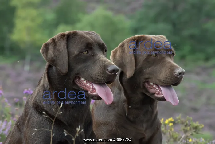 : DOG. 2x Chocolate labrador Retrievers sitting in Heather : DOG. 2x Chocolate labrador Retrievers sitting in Heather