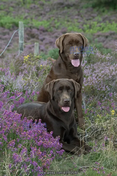 : DOG. 2x Chocolate labrador Retrievers sitting in Heather : DOG. 2x Chocolate labrador Retrievers sitting in Heather